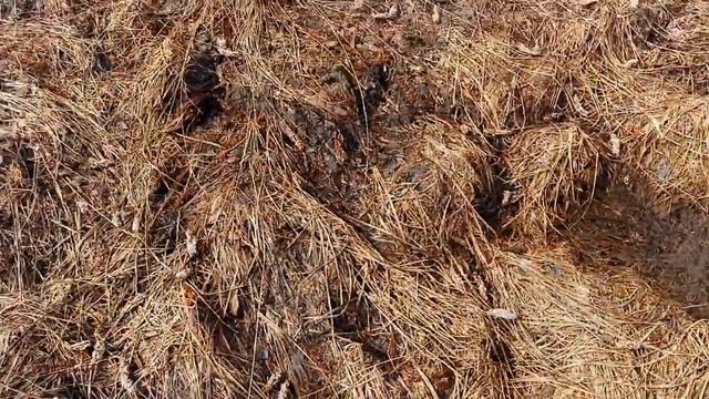 Коп монет -30 апреля снег. (30. April Schnee.) смотреть онлайн