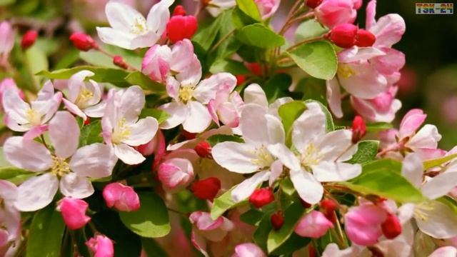 Top 25 Most Beautiful Flowers in the World смотреть онлайн