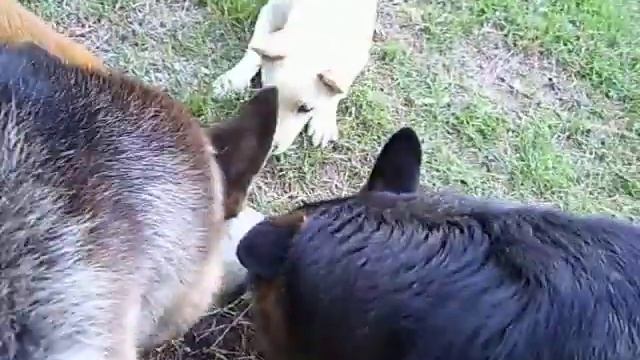 Alien In The Back Yard смотреть онлайн