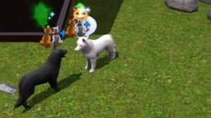 SIMS 3:wolves bond?