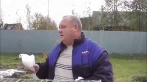 Ижевске голуби ( Шатура)
