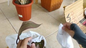 UNBOXING PHILODENDRON PINK PRINCESS MARBLE