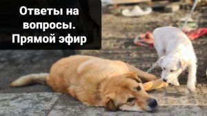 Ответы На Вопросы