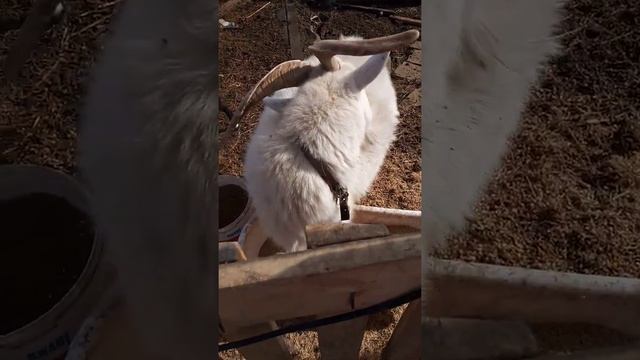 Скоро окот