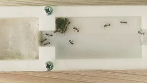 Мирмика (Myrmica sp.). Мои колонии. Муравьиная ферма. Муравьи дома. Муравьиные матки.