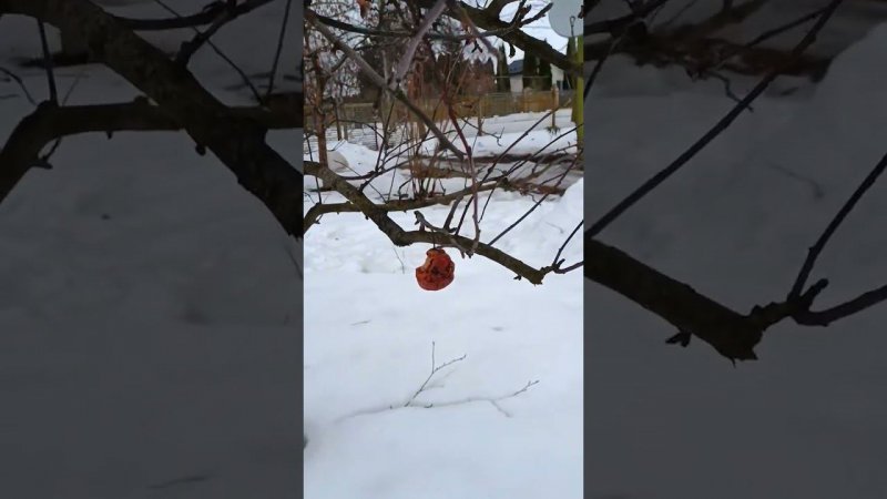 Гнилые яблочки на конец января 24 г., ещё висят. Ждём-с дальше...