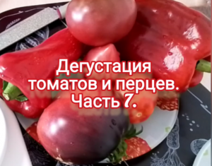 Дегустация томатов и перцев. Часть 7.