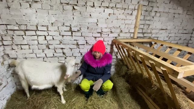 Как узнать что коза с дня на день должна родить. За пару дней до окота. Симптомы коз перед родами смотреть онлайн