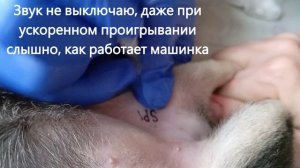 Клеймим щенков чихуахуа, 2 мес