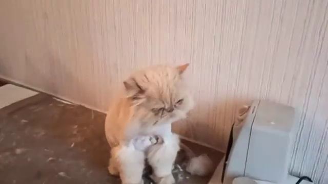 Персидский котик до и после стрижки. / стрижка кошек