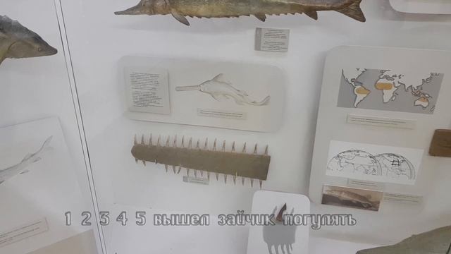 Музей естественной истории Татарстана Фотовыставка Природа Татарстана Прогулка по залам Фильм 5.mp4