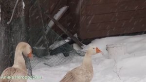 Как определить гусака //мой опыт