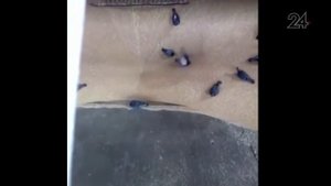 Стаю голубей засасывает вместе с зерном на хлебозаводе