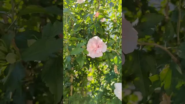 Chiffon Rose of Sharon