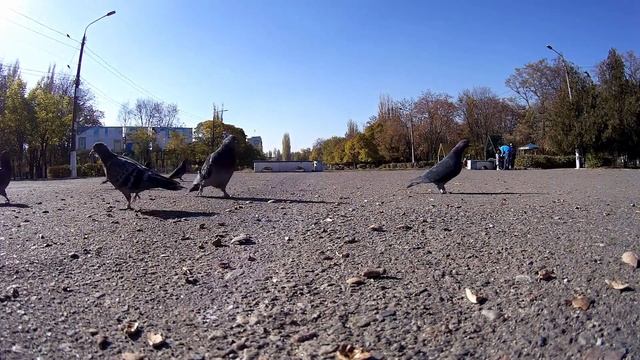 Забавные голуби смотреть онлайн