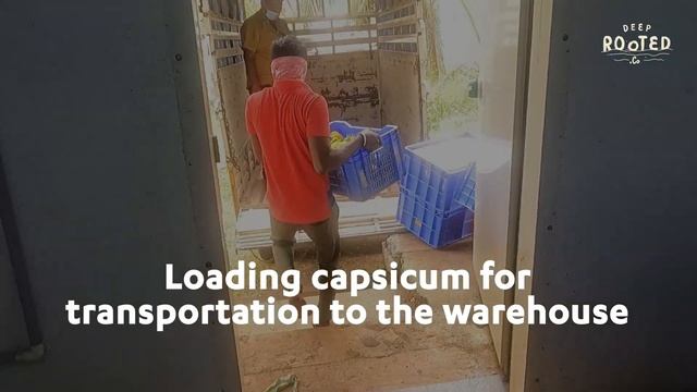 Capsicum - A Crunch To Remember смотреть онлайн