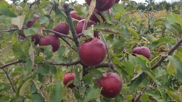 Ред Джонапринц!Відмінний кисло- солодкий смак!Прайс в описі! смотреть онлайн