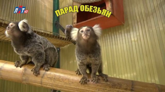 Контактный зоопарк 2016 смотреть онлайн