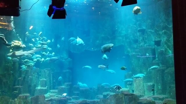 Mermaid Show L'Aquarium de Paris смотреть онлайн