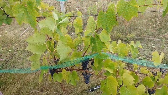 Виноград Сент Кру универсальный сорт винограда, ранне-среднего срока созревания. смотреть онлайн