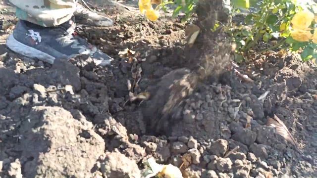 копка роз???(процесс)//чудо скобой? #роза #питомникроз #розы #питомникмагияроз смотреть онлайн