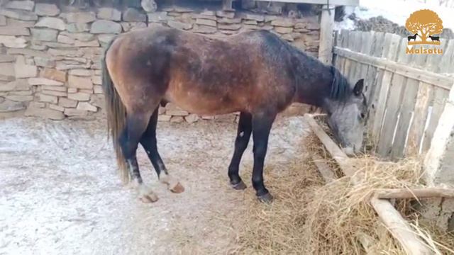 Айғыр сатылады 8705 141 5024 бағасы келісімді, Павлодар облысы, Май ауданы, Кеңтүбек ауылы