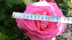 Сорт (предположительно) ВЕЛАСКЕС