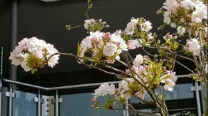 Я поздравляю с днём рожденья (на слова Анны Бовель)1