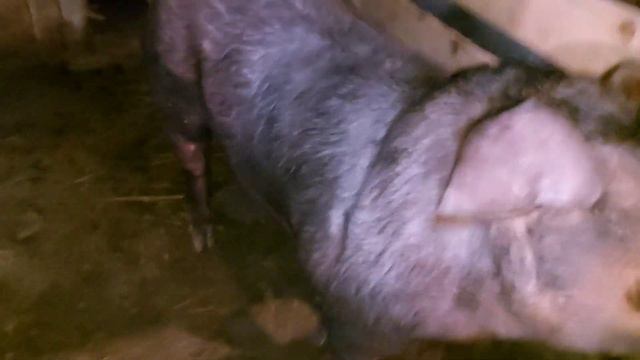 как ставить круглые бирки поросятам , не ПОВТОРЯЙТЕ моих ошибок ,пришла посылка с Казани, пьетрен смотреть онлайн