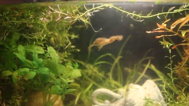 Xenopus laevis /Шпорцевая лягушка смотреть онлайн