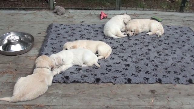Golden retriever puppies 45 days/щенки золотистого ретривера 45 дней смотреть онлайн