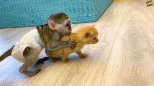 Baby monkey Susie does not let dad cat hiss at loud meow kitten while mom cat feeds kittens.
