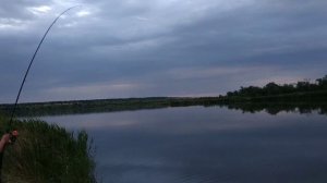 Ловля карпа на тигровый орех!!! В безклевье!!