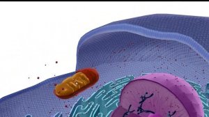 Клетки и ткани человека.