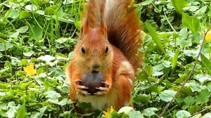 Белочка Кушает Каштан. Рыжая Белочка. Футажи для видеомонтажа. Видео с Белками. Видеофутажи
