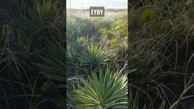 Varigated Caribbean Agave in the Florida Sand Dunes смотреть онлайн