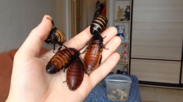 Gromphadorhina portentosa colors variety смотреть онлайн