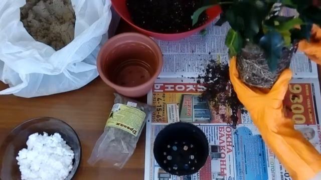 Пересадка гибискуса (китайской розы)