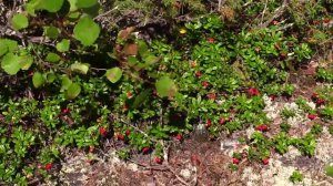 6 - я серия. Слав по реке Кереть. Северная Карелия. Выходим в Белое море.  travels