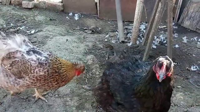 Курица несёт яйца мелкие и с мягкой скорлупой. Что с ней делать? Нет смысла держать таких кур