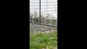 Птицы нашего двора куры , гуси , индюки , цесарки и др.