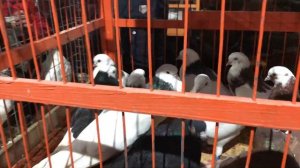 "Голубиный рай" на Птичьем рынке ТК Садовод 22.02.2020