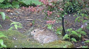 video 2017-05-26 075004 - Rabbit eating Barberry bush