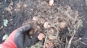 Как правильно вырастить хороший урожай картофеля