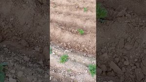 Первое окучивание картофеля дисковыми окучниками и мотоблоком
