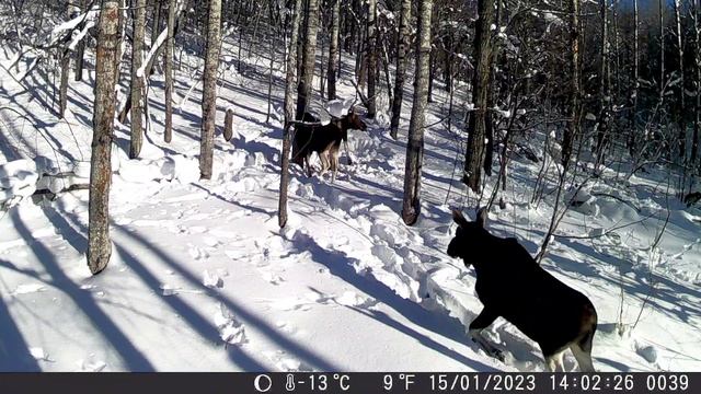 Чертовщина в кадре фотоловушки, полтергейст в лесу. смотреть онлайн