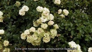 Кустовая роза в горшке — можно ли выращивать дома