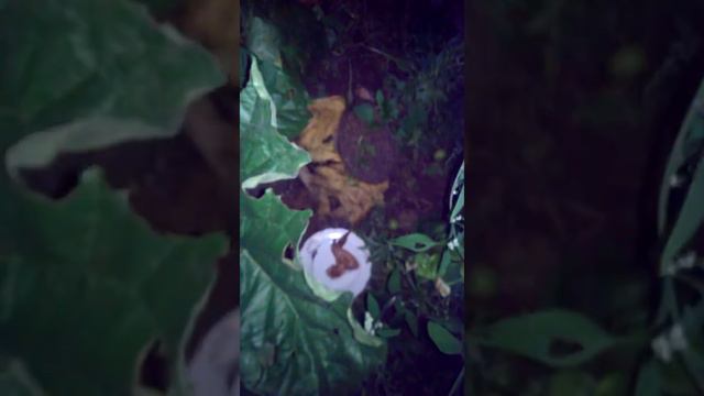 Нашли ёжика смотреть онлайн