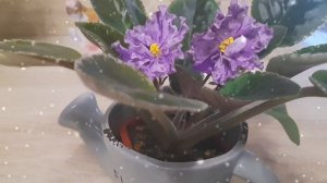 Цветущая фиалка ЛЕ-Оля