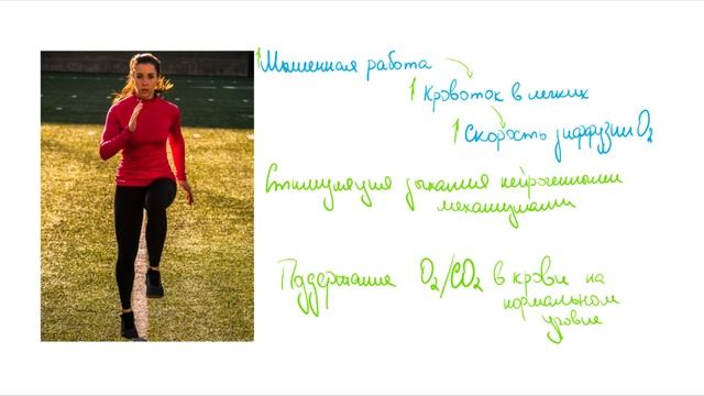 Лекция 24. Физиология спорта и движения. Нормальная физиология.